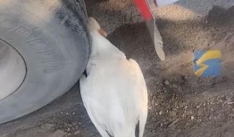 老鸭视频视频在线观看,在线观看，畅享精彩瞬间